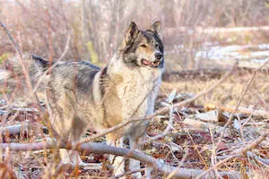 East Siberian Laika